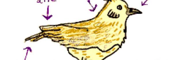 ZOOM : Alouette, gentille  alouette !